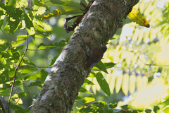 Dendrocolaptes sanctithomae