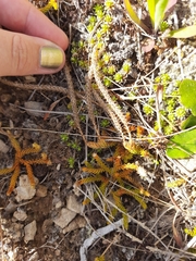Austrolycopodium fastigiatum