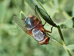 Calliphora