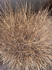 Setaria leucopila