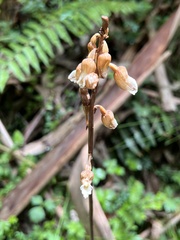 Gastrodia procera