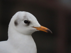 Chroicocephalus ridibundus