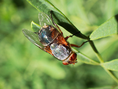 Calliphora