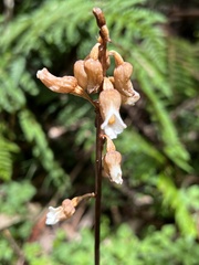 Gastrodia procera
