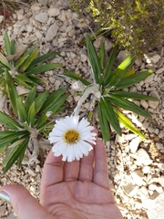 Celmisia spectabilis spectabilis