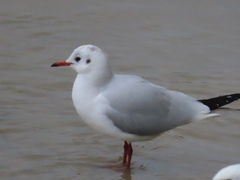 Chroicocephalus ridibundus