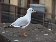 Chroicocephalus ridibundus