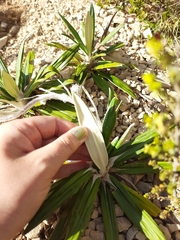 Celmisia spectabilis spectabilis