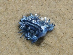 Glaucus atlanticus