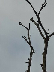 Dicrurus macrocercus