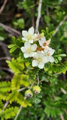 Osteomeles anthyllidifolia