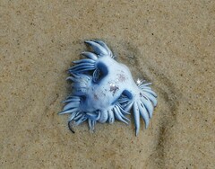 Glaucus atlanticus