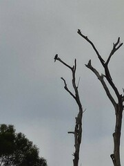 Dicrurus macrocercus