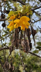 Sophora chrysophylla