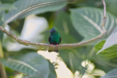 Chalybura urochrysia