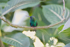 Chalybura urochrysia