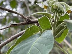 Solanum abutiloides