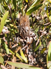 Protea burchellii