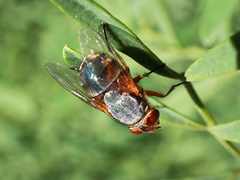 Calliphora