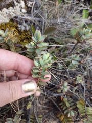 Veronica pinguifolia