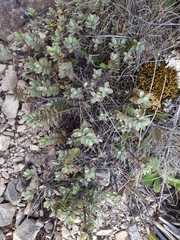 Veronica pinguifolia