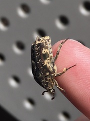 Protaetia fusca