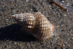 Nassarius fossatus