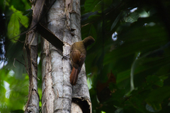 Dendrocincla fuliginosa