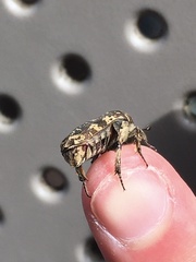 Protaetia fusca