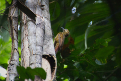 Dendrocincla fuliginosa