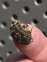 Protaetia fusca