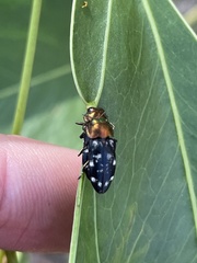 Diphucrania