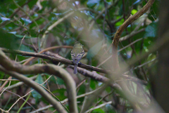 Empidonax flaviventris