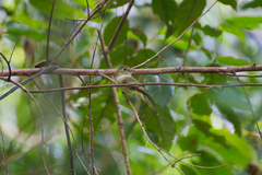 Empidonax flaviventris