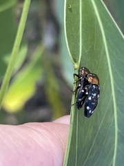 Diphucrania