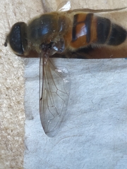 Phytomia