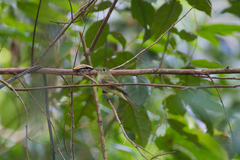 Empidonax flaviventris