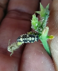 Cheilomenes sexmaculata