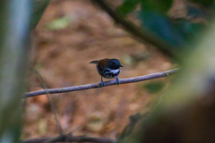 Hylophylax naevioides
