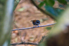 Hylophylax naevioides