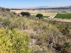 Montinia caryophyllacea