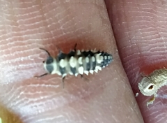 Cheilomenes sexmaculata
