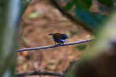 Hylophylax naevioides