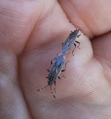 Rhypodes