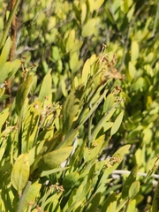 Montinia caryophyllacea