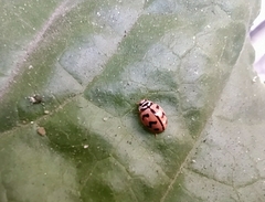 Cheilomenes sexmaculata