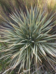 Aciphylla aurea