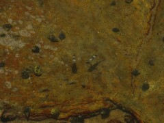 Ellochelon vaigiensis