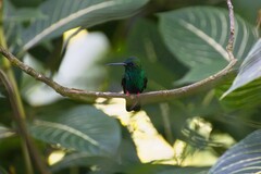 Chalybura urochrysia