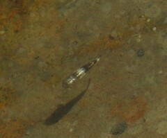 Ellochelon vaigiensis